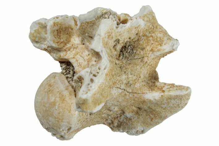 Fossil Sea Snake (Palaeophis) Vertebra - Morocco #261603